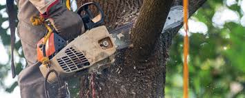 Best Tree Maintenance Programs  in Ridley Rk, PA