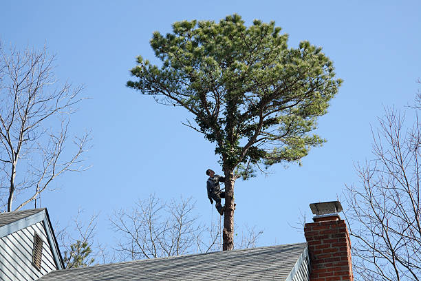 How Our Tree Care Process Works  in  Ridley Park, PA